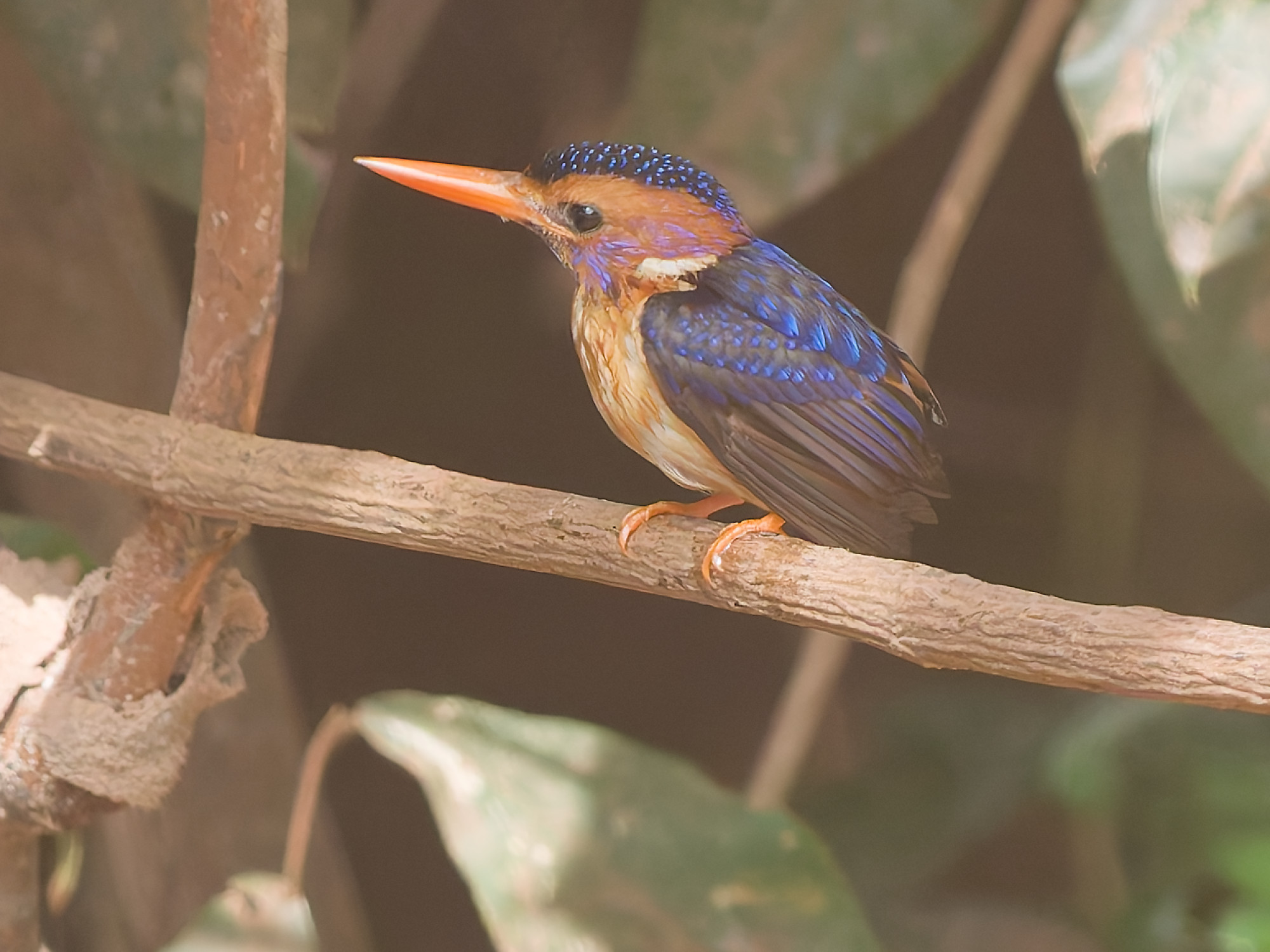 African pygmy kingfisher (Ispidina picta)